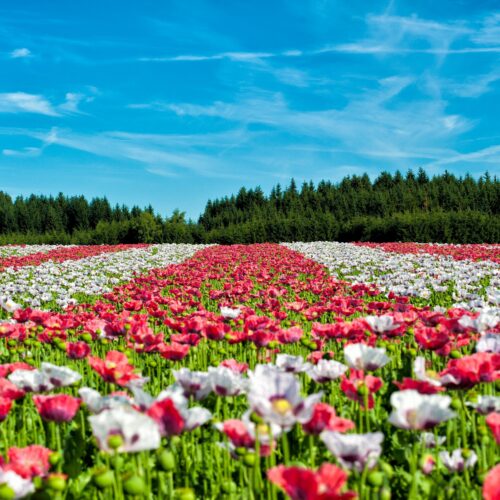 Blumen Wiese Temi Duft