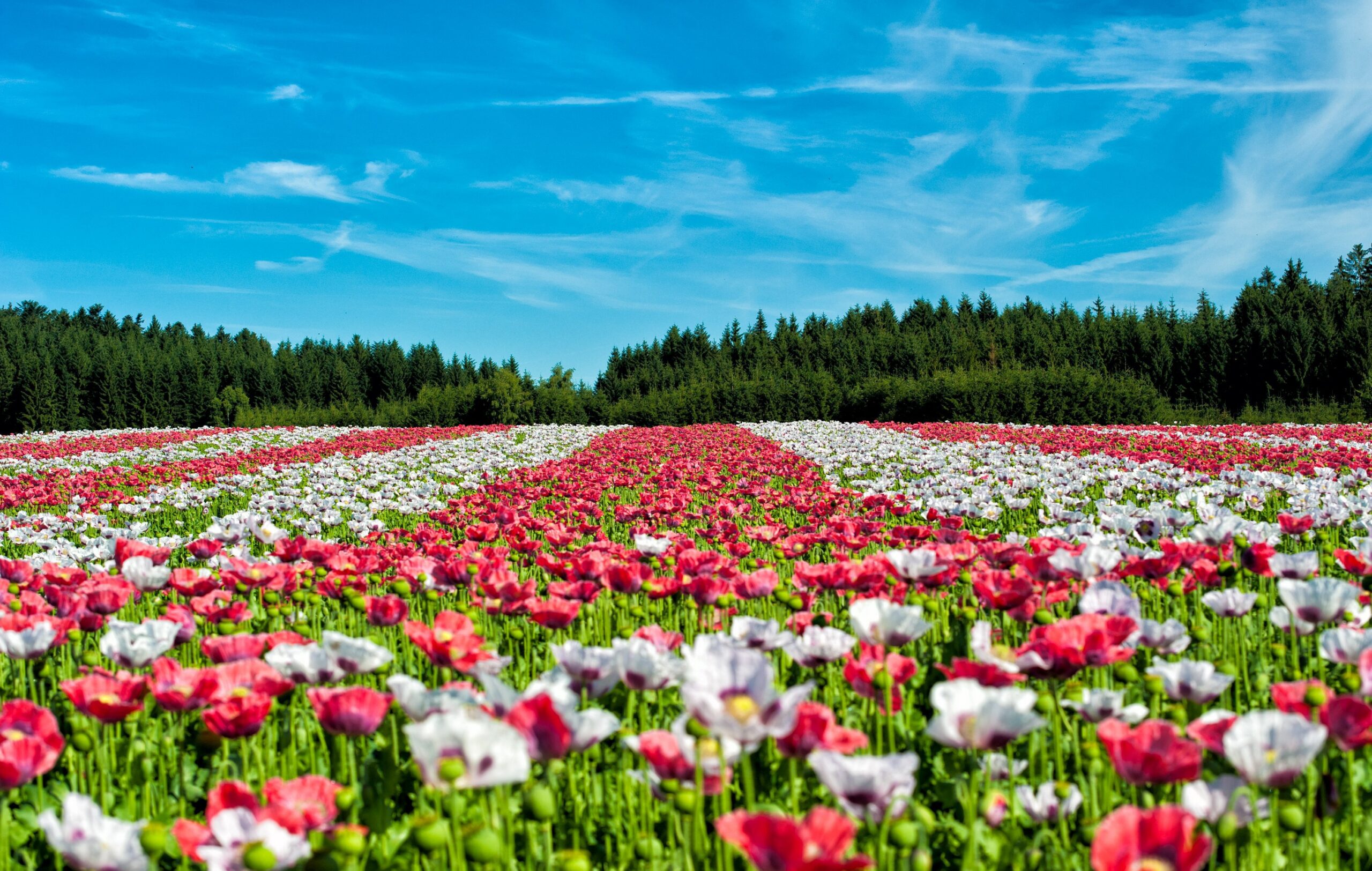 Blumen Wiese Temi Duft